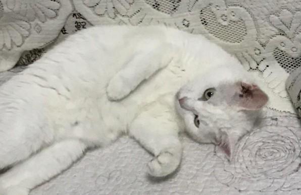 猫睡觉的时候身体一抽一抽-图1