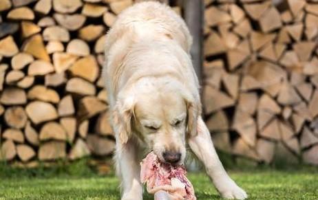狗狗吃鸡肉不吃猪肉的原因是什么-图1