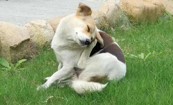 为什么狗狗身上长小白点很痒