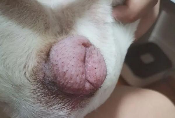 狗狗屁股红红的是什么原因导致的？-1