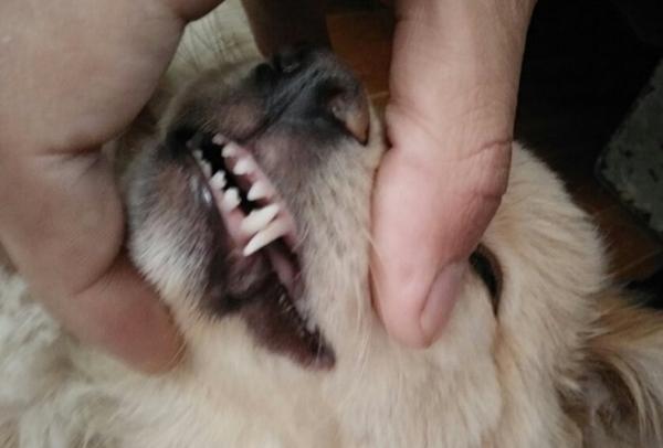 狗狗老了牙掉了怎么办