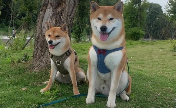 狗狗为什么腿朝外蹬