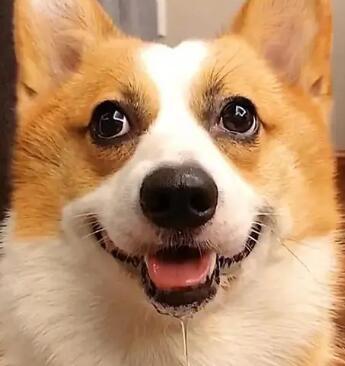 狗狗为什么突然间流口水了