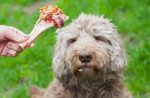 小狗狗为什么不吃肉食了怎么回事
