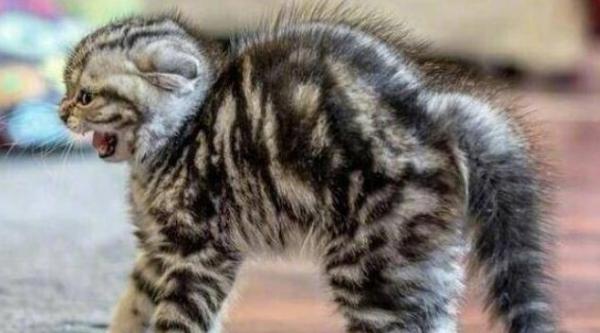 猫咪应激多久才能缓过来-图1