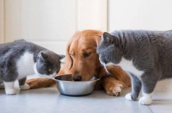 为什么狗狗总是喜欢吃猫粮怎么回事-图1