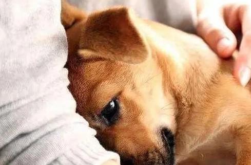 为什么狗狗不跟主人亲近呢-图1
