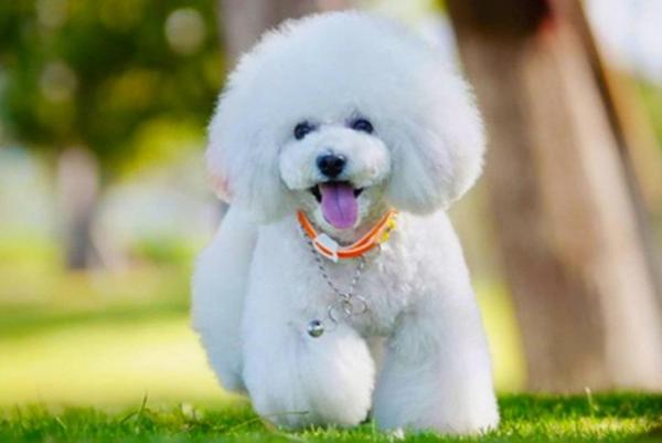适合小学生养的小型犬有哪些品种