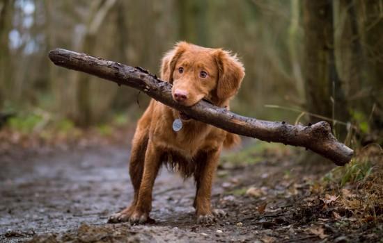 小狗幼犬呛奶急救方法-图1