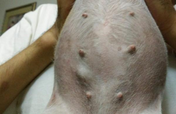 狗狗乳腺肿瘤为什么会出奶呢-图1