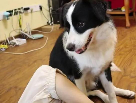 狗狗为什么反感人对它吹气呢