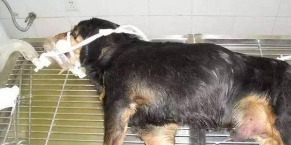 狗狗酸中毒是什么原因