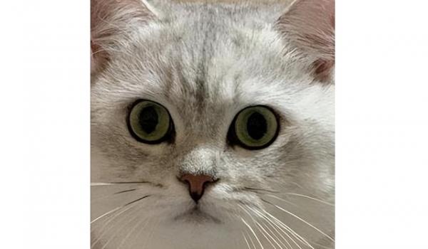 猫咪cpk值高是为什么呢