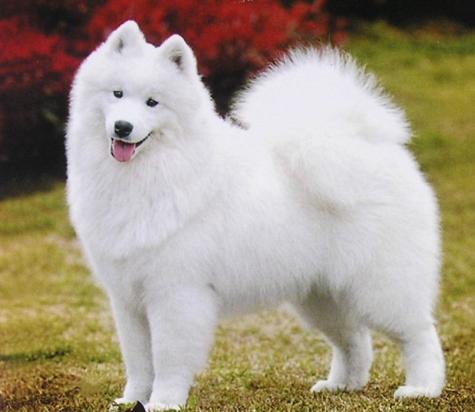 白色大型犬有哪些品种图片-图1