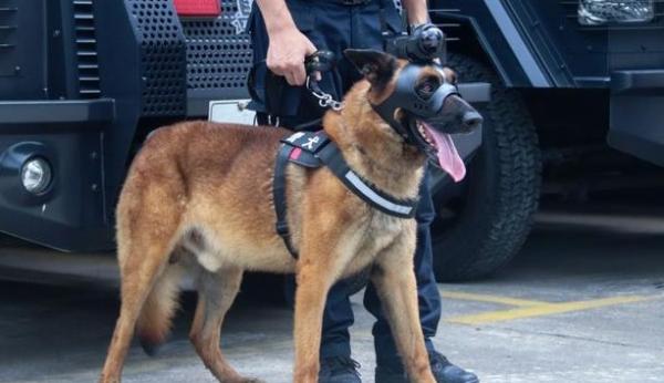 北京训犬基地的警犬有哪些种类-图1