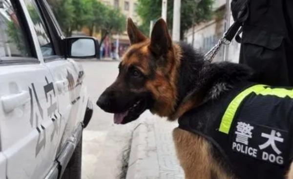 为什么狗狗挤不进警犬里面-图1