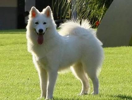 家养中型犬怎么养比较好-图1