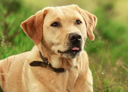 五大名犬有什么犬种