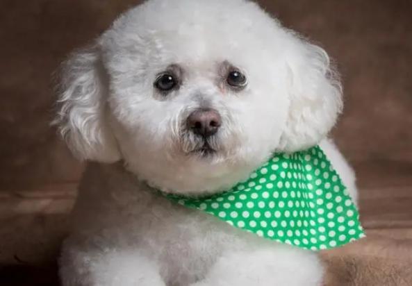 白色的小狗有哪些品种小型犬