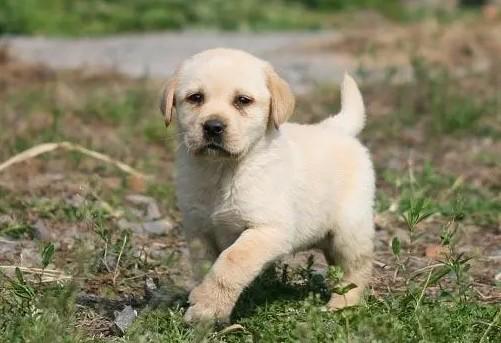 拉布拉多幼犬价格多少钱一只-图1