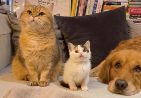 家里养什么宠物好除了狗和猫还有什么