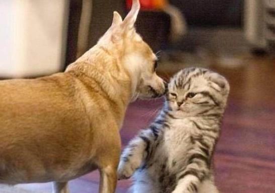 宠物狗为什么怕猫咪呢怎么办-图1