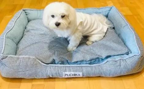 狗狗为什么要买新窝养
