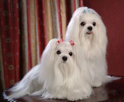 马耳他犬多少钱一只-图1