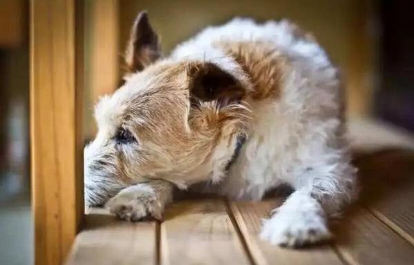 老年犬去世前的征兆-图1