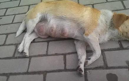 狗狗乳房变大变红-图1