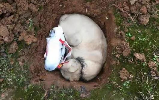 狗狗死了为什么要埋在土里呢-图1