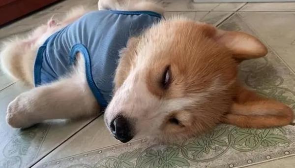 为什么春天狗狗呕吐拉稀