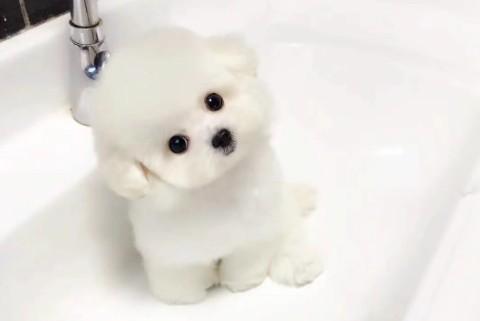 白色的茶杯犬叫什么名字啊-图1