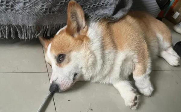 犬瘟能吃东西就能活吗-图1