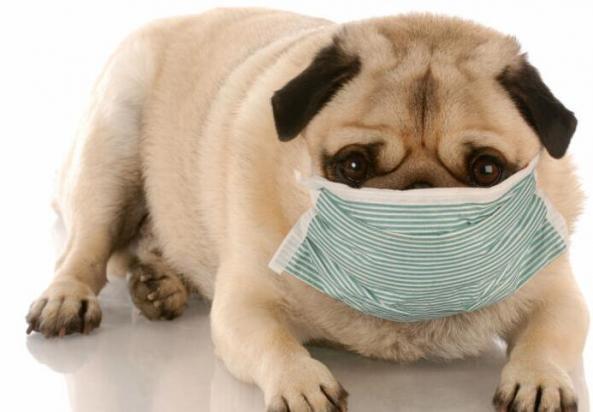 犬瘟后期临死前症状