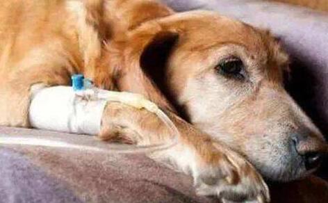 犬瘟第几天是最危险的-图1