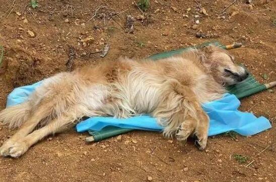 宠物狗狗为什么会死亡
