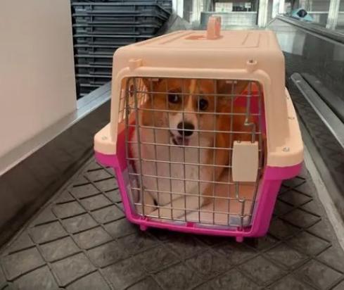宠物航空托运价格怎么收费的