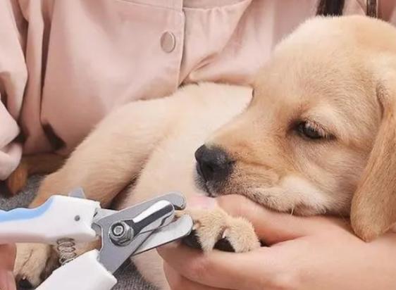为什么给狗狗剪指甲狗狗会疼呢-图1