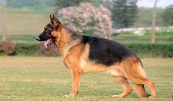 大型犬吃什么最便宜呢-图1