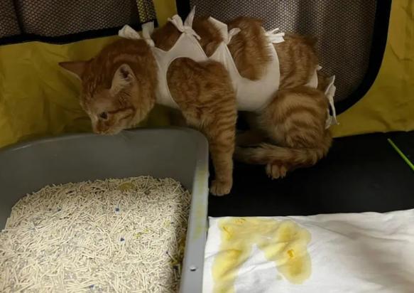 产后母猫呕吐怎么回事