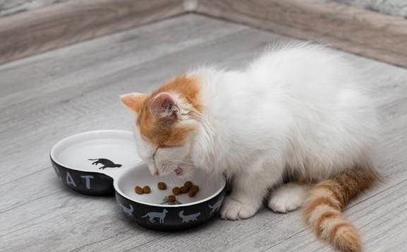 产后猫咪不吃饭怎么办-图1