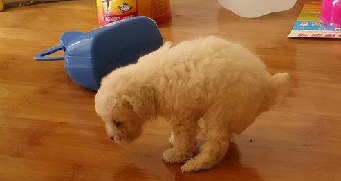 狗腰间盘突出早期症状