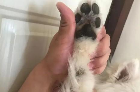 狗狗肉垫破了能自愈吗?-图1