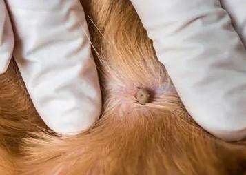 狗狗蜱虫除去最快方法-图1