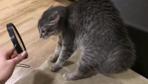 猫咪应激反应的表现-图1