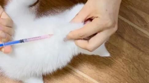 猫咪疫苗多久打一次-图1