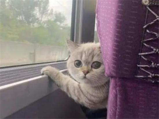 猫能坐高铁吗-图1
