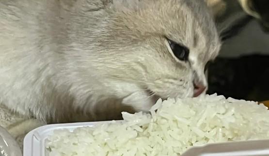 猫能吃米饭吗-图1