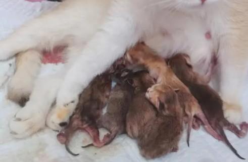 猫生宝宝的时候需要人帮忙吗-图1
